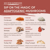 Mushroom Chicory Select M255