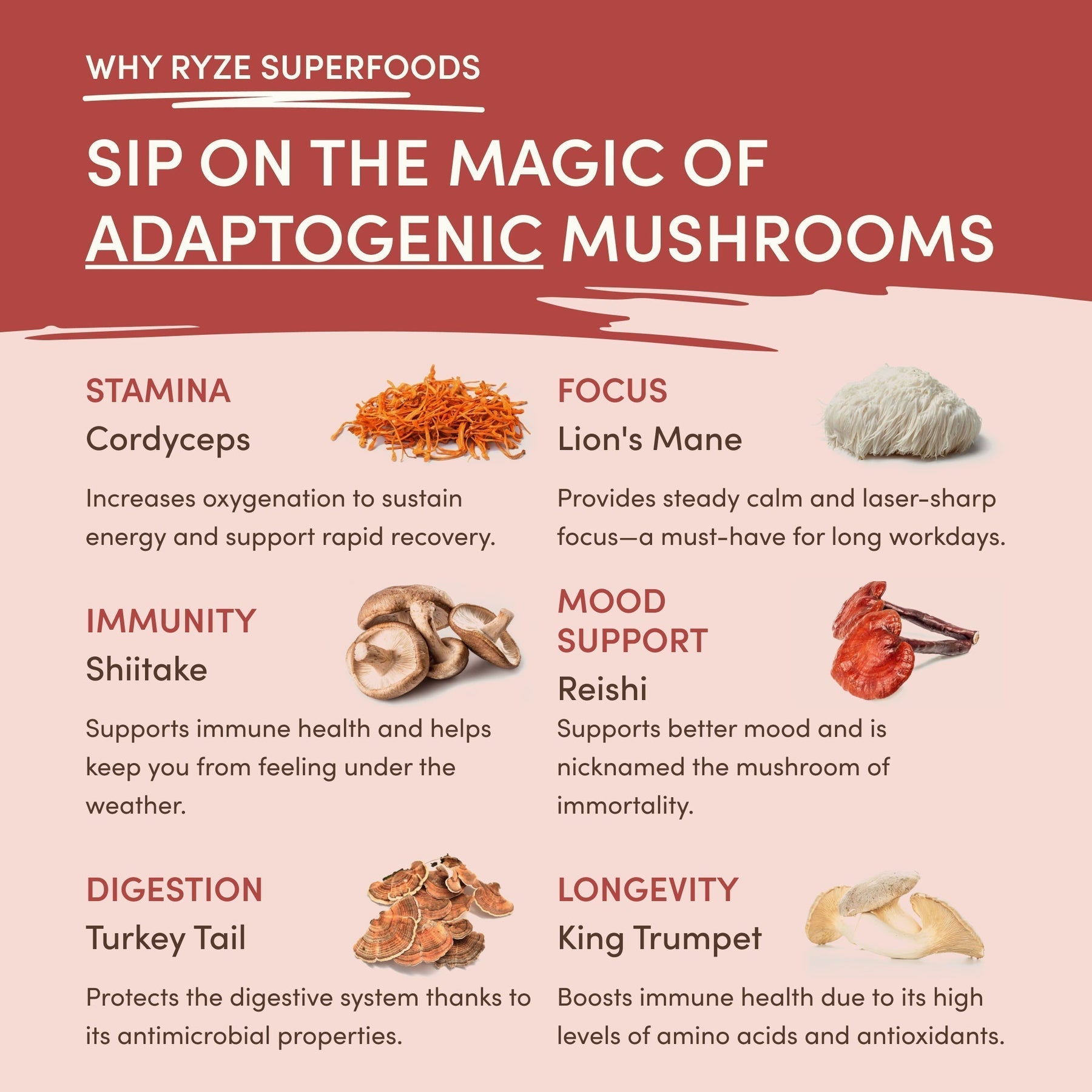 Mushroom Chai Select M213